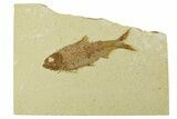 Fossil Fish (Knightia) - Wyoming #295576-1